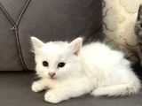 Britishlonghair Yavrular