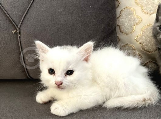 Britishlonghair Yavrular görsel