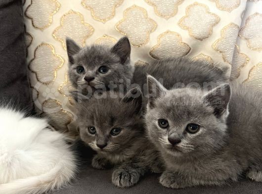 Britishlonghair Yavrular