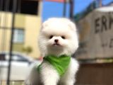 Biblo Gibi Pomeranian Oğlumuz White