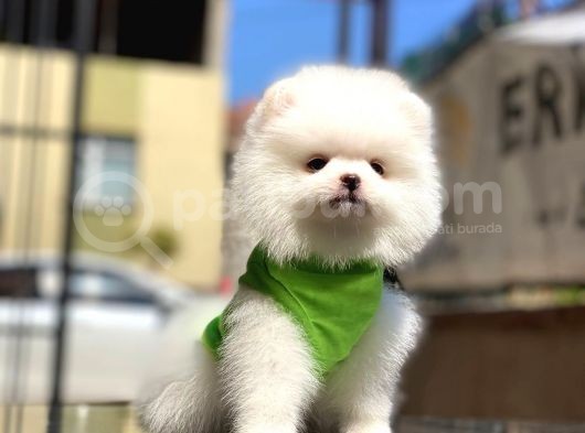 Biblo Gibi Pomeranian Oğlumuz White görsel