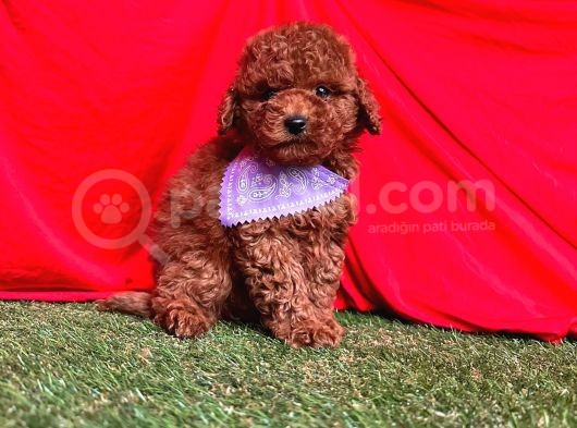 Red Brown Wc Eği̇ti̇mli̇ Toy Poodle Yavrularimiz görsel