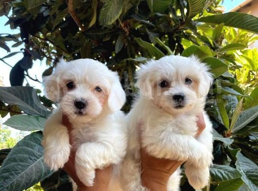 Kar Beyaz Maltese Bebeklerimiz görsel