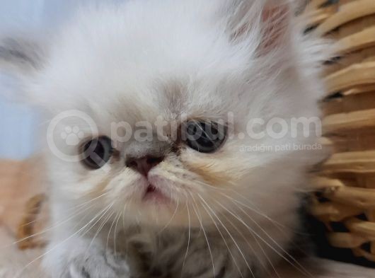 Exotic Shorthair Dişi Ve Erkek Yavrular görsel