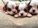 Cavalier King Charles Yavrularımız