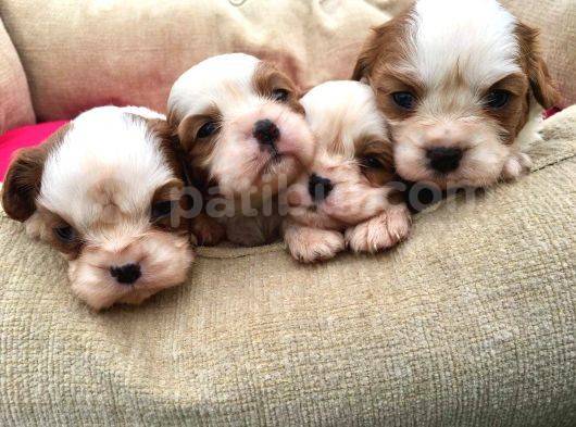 Cavalier King Charles Yavrularımız görsel