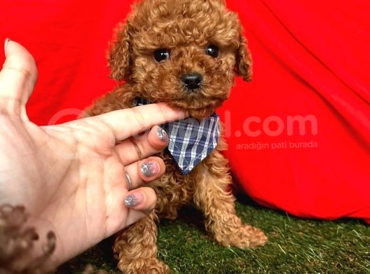 Red Brown Wc Eği̇ti̇mli̇ Toy Poodle Yavrularimiz görsel