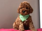 Mi̇ni̇ Boy Aşili Toy Poodle Yavrularimiz