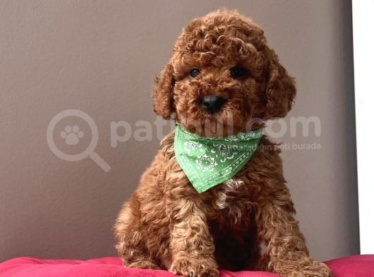 Mi̇ni̇ Boy Aşili Toy Poodle Yavrularimiz görsel