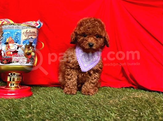 Red Brown Wc Eği̇ti̇mli̇ Toy Poodle Yavrularimiz