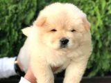 IRK VE SAĞLIK GARANTİLİ CHOW CHOW YAVRULARIM