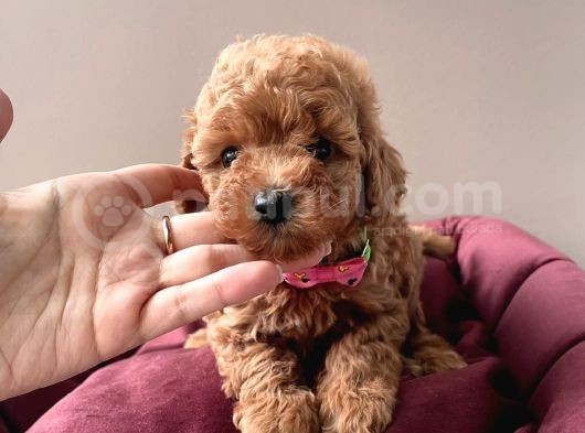 Mi̇ni̇ Boy Aşili Toy Poodle Yavrularimiz görsel