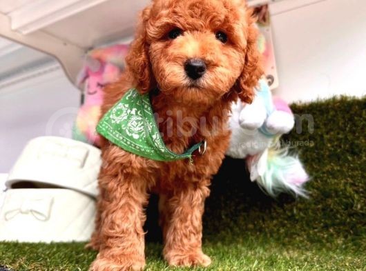 Patili Yaşam Poodle görsel