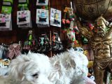 Bembeyaz Maltese Terri̇er 0 Numara