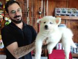 Ayi̇ Yavrusu Samoyed A Kali̇te Irk
