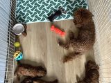 Toy Poodle Yavrular