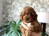 Toy poodle Yavrular
