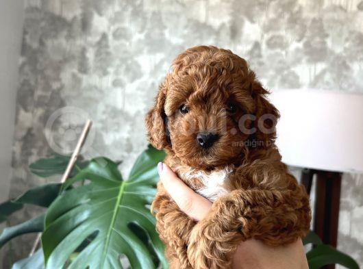 Toy Poodle Yavrular