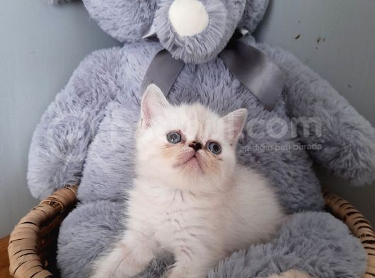 Exotic Shorthair Dişi Ve Erkek Yavrular görsel