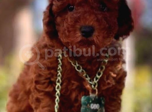 Patili Yaşam Poodle