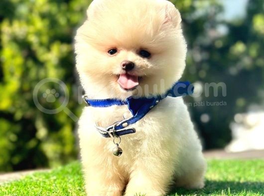 Safkan Pomeranian Boo Yavrularımız görsel