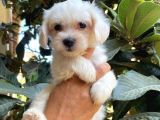Kar Beyaz Maltese Bebeklerimiz
