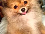 Teacup Mi̇ni̇ Boy Di̇şi̇ Pomerani̇an Boo