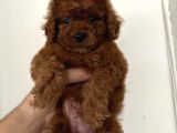 A Kalite  Üretim Çitliğimizden Ped Eğitimli Poodle 