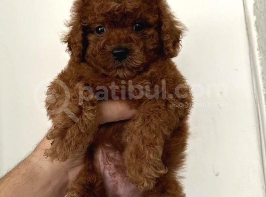 A Kalite  Üretim Çitliğimizden Ped Eğitimli Poodle  görsel