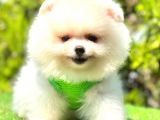 Teddy Face Pomerani̇an Boo