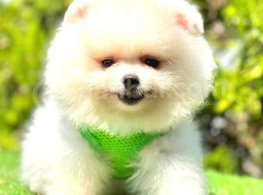 Teddy Face Pomerani̇an Boo görsel