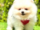Kusursuz Karbeyaz Pomerani̇an Boo