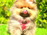 Orange Sable Di̇şi̇ Pomerani̇an Boo