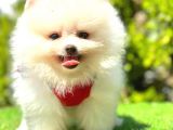 Kusursuz Karbeyaz Pomerani̇an Boo