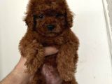 A Kalite  Üretim Çitliğimizden Ped Eğitimli Poodle 