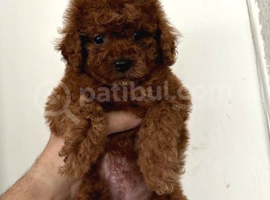 A Kalite  Üretim Çitliğimizden Ped Eğitimli Poodle  görsel