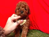 Kore Kan Mi̇ni̇ Toy Poodle Yavrularimiz
