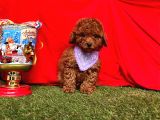 Kore Kan Mi̇ni̇ Toy Poodle Yavrularimiz