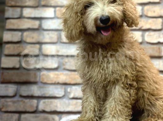 Yumuşacik Tüylü 4 Aylik Toy Poodle Erkek Yavru