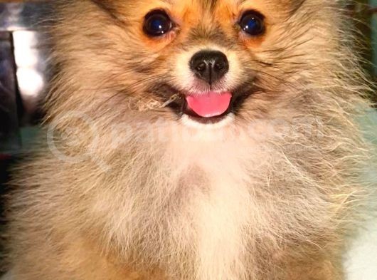 Teacup Mi̇ni̇ Boy Di̇şi̇ Pomerani̇an Boo görsel