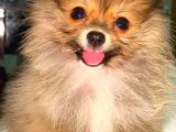 Teacup Mi̇ni̇ Boy Di̇şi̇ Pomerani̇an Boo