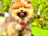 Orange Sable Di̇şi̇ Pomerani̇an Boo