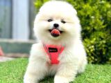 Kore Kan Mi̇ni̇ Toy Poodle Yavrularimiz
