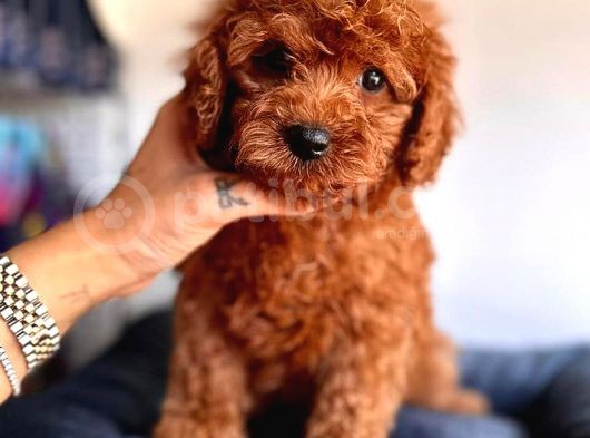 Di̇şi̇ Toy Poodle görsel