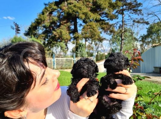 Zeyti̇n Tanesi̇ Poodle Yavrularimiz görsel