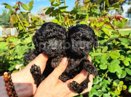 Black Poodle Yavrularimiz Baby Face görsel