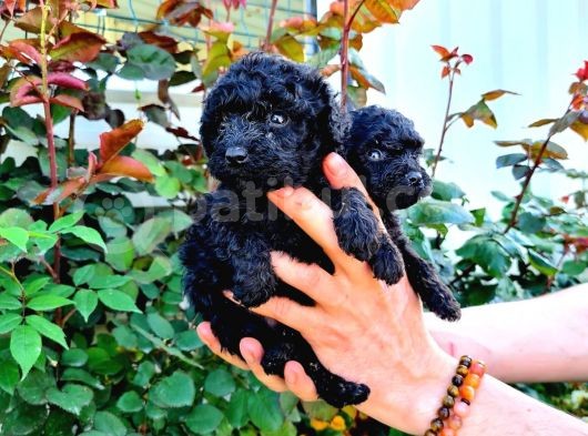 Black Poodle Yavrularimiz Baby Face görsel