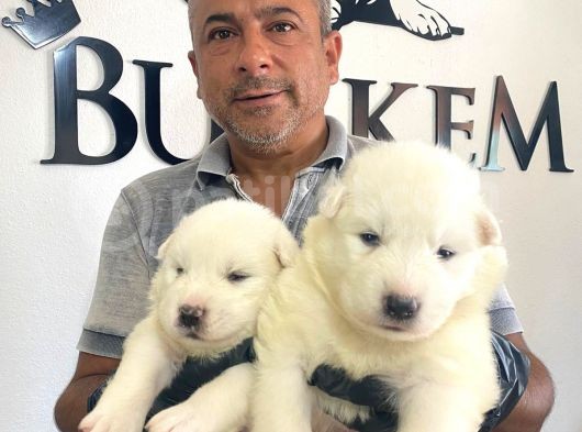 Mükemmel Kalitede Samoyed Bebekler Için Acele Edin görsel