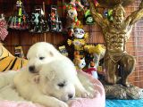 Mükemmel Kalitede Samoyed Bebekler Için Acele Edin