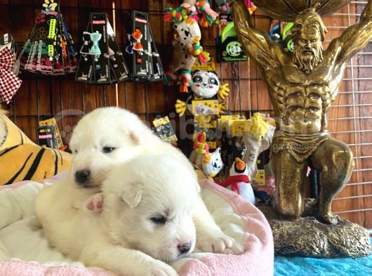 Mükemmel Kalitede Samoyed Bebekler Için Acele Edin görsel